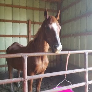 Meet your Posher, Amanda